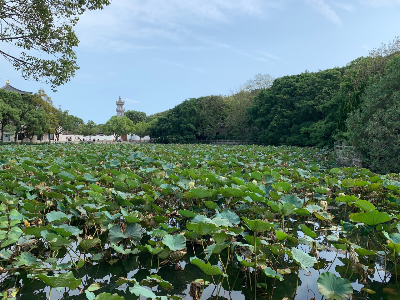 Taken in Zhoushan - one of China's four most well-known Buddhist sanctums.