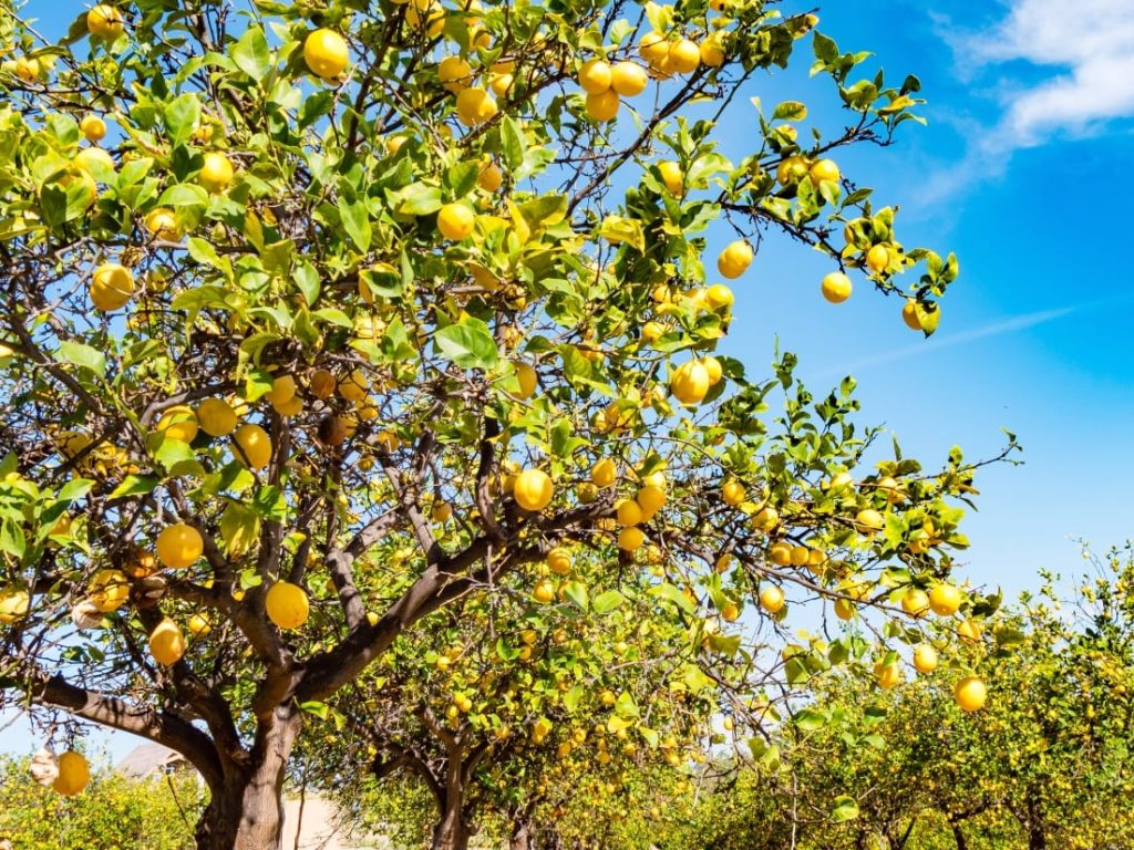 A lemon tree under the blue sky